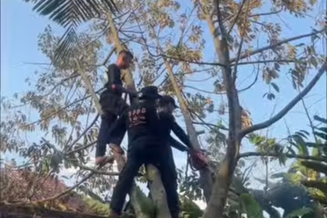 Gerak Cepat BPBD Binjai, Kalaksa Rudi Iskandar Turunkan Regu Pencegahan Evakuasi Pohon Tumbang di Binjai Timur