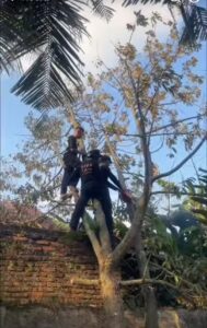 Gerak Cepat BPBD Binjai, Kalaksa Rudi Iskandar Turunkan Regu Pencegahan Evakuasi Pohon Tumbang di Binjai Timur