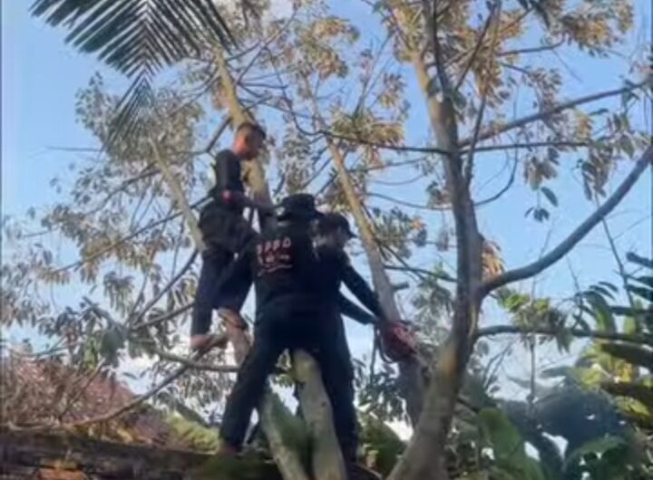 Gerak Cepat BPBD Binjai, Kalaksa Rudi Iskandar Turunkan Regu Pencegahan Evakuasi Pohon Tumbang di Binjai Timur