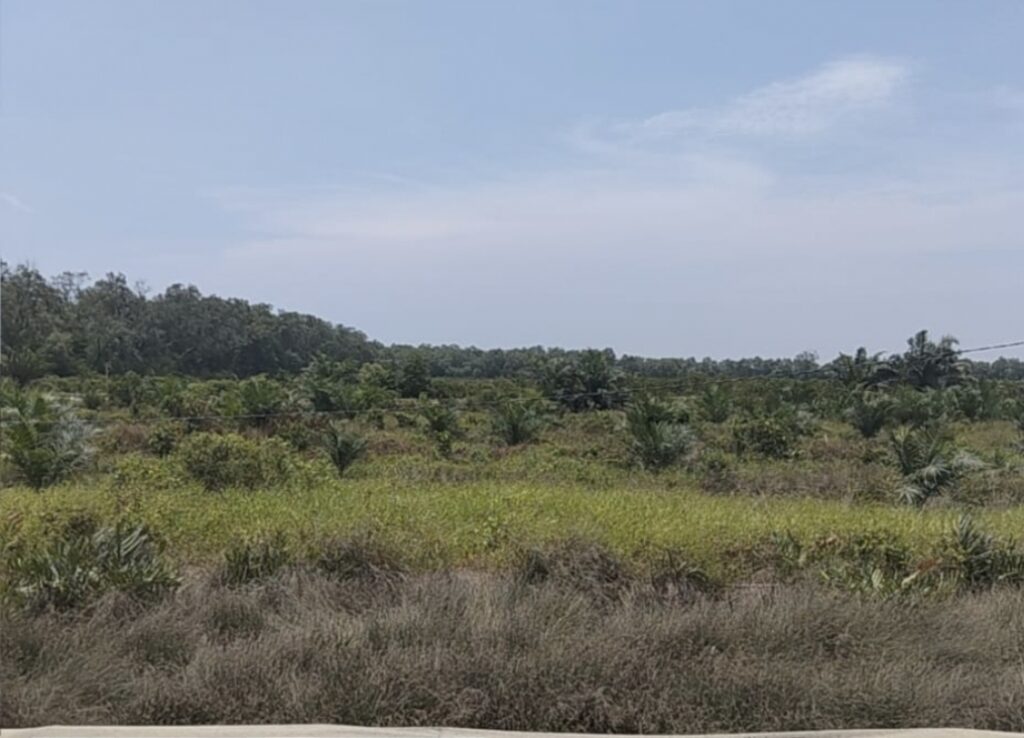 5 Hektare Hutan Lindung di Langkat Disulap Jadi Kebun Sawit, Penggarap Mengaku “Tak Tahu”