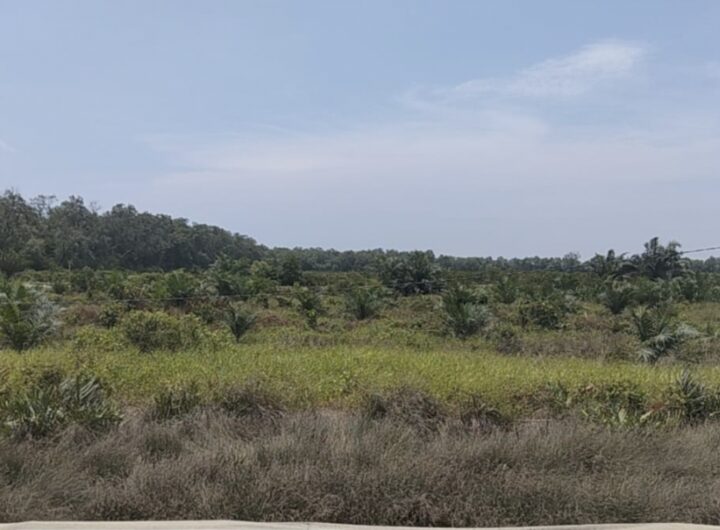 5 Hektare Hutan Lindung di Langkat Disulap Jadi Kebun Sawit, Penggarap Mengaku “Tak Tahu”