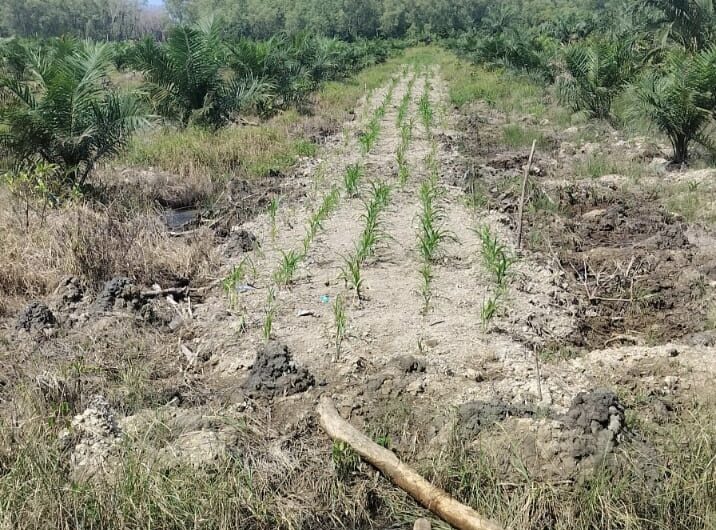 Gugat Dugaan Keterlibatan Oknum Polisi, PPMSU Siap Kepung Mabes Polri soal Perambahan Hutan Langkat