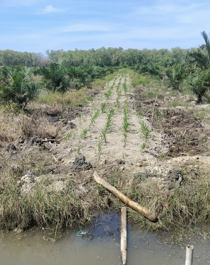 Gugat Dugaan Keterlibatan Oknum Polisi, PPMSU Siap Kepung Mabes Polri soal Perambahan Hutan Langkat