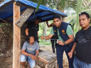 Polres Langkat Bongkar Sarang Narkoba di Tengah Kebun Sawit, Barak Dibakar, Satu Tersangka Diamankan