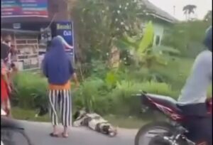 TRAGIS! Hendak Beli Pulsa, Ibu Dua Anak Tewas Dilindas Fortuner, Diduga Oknum Poldasu